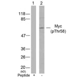 Western blot - Myc (Phospho-Thr58) Antibody from Signalway Antibody (11034) - Antibodies.com