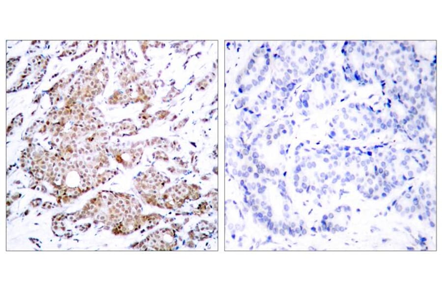 Immunohistochemistry - Myc (Phospho-Thr58) Antibody from Signalway Antibody (11034) - Antibodies.com