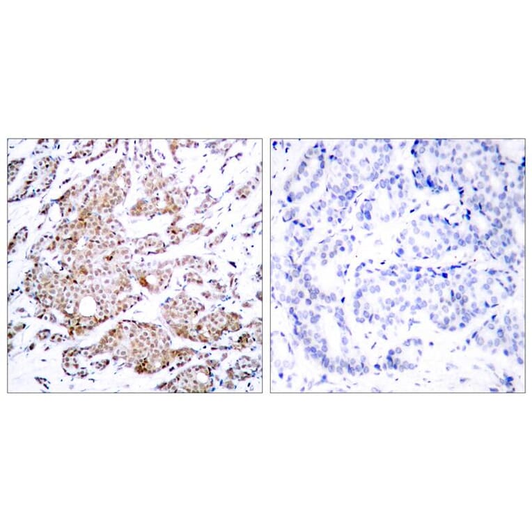 Immunohistochemistry - Myc (Phospho-Thr58) Antibody from Signalway Antibody (11034) - Antibodies.com