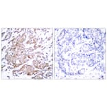 Immunohistochemistry - Myc (Phospho-Thr58) Antibody from Signalway Antibody (11034) - Antibodies.com