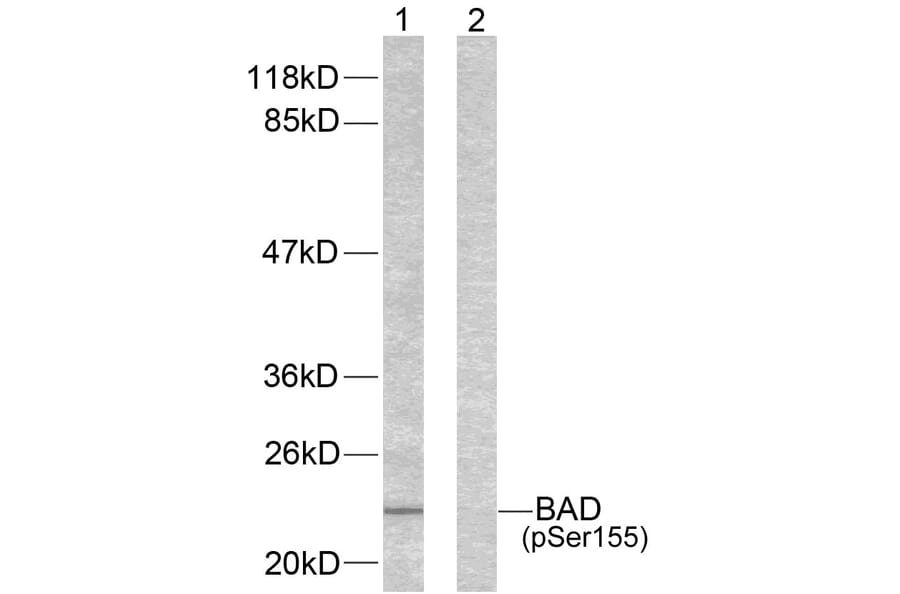 Western blot - BAD (Phospho-Ser155) Antibody from Signalway Antibody (11069) - Antibodies.com