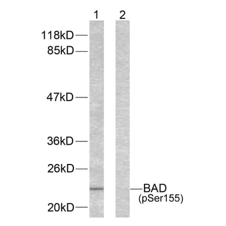 Western blot - BAD (Phospho-Ser155) Antibody from Signalway Antibody (11069) - Antibodies.com