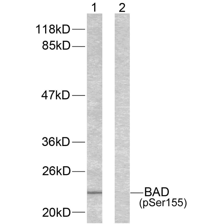 Western blot - BAD (Phospho-Ser155) Antibody from Signalway Antibody (11069) - Antibodies.com