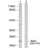 Western blot - BAD (Phospho-Ser155) Antibody from Signalway Antibody (11069) - Antibodies.com