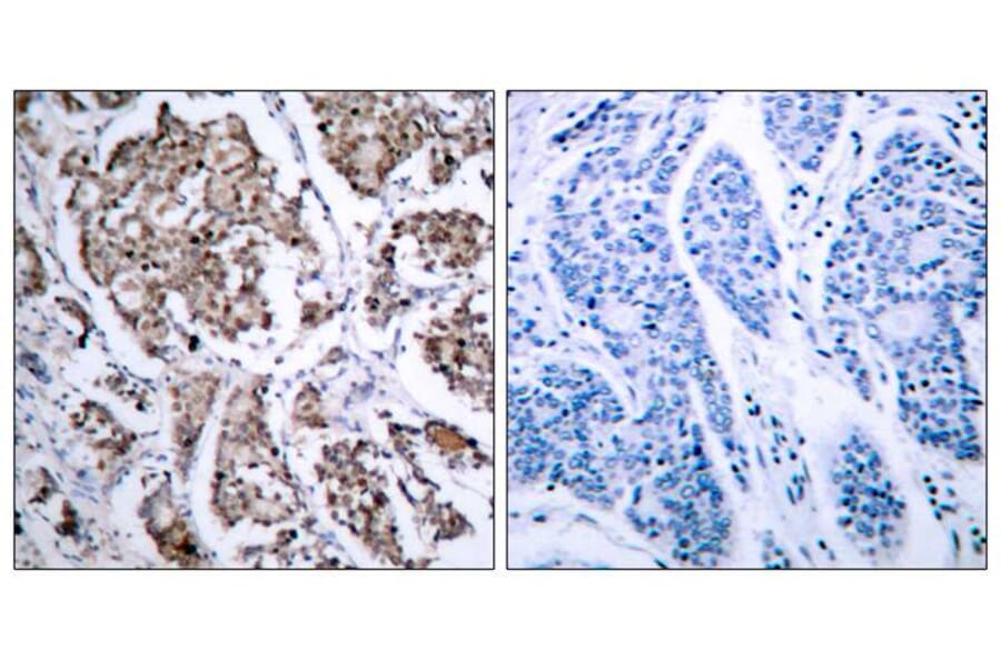 Immunohistochemistry - BAD (Phospho-Ser155) Antibody from Signalway Antibody (11069) - Antibodies.com