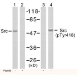 Western blot - Src (Phospho-Tyr418) Antibody from Signalway Antibody (11091) - Antibodies.com