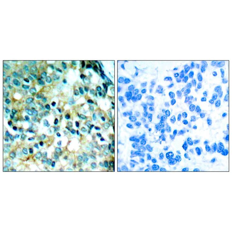 Immunohistochemistry - Src (Phospho-Tyr418) Antibody from Signalway Antibody (11091) - Antibodies.com