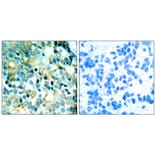 Immunohistochemistry - Src (Phospho-Tyr418) Antibody from Signalway Antibody (11091) - Antibodies.com