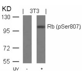 Western blot - Rb (Phospho-Ser807) Antibody from Signalway Antibody (11131) - Antibodies.com