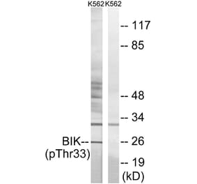 Western blot - BIK (Phospho-Thr33) Antibody from Signalway Antibody (12131) - Antibodies.com