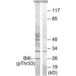 Western blot - BIK (Phospho-Thr33) Antibody from Signalway Antibody (12131) - Antibodies.com