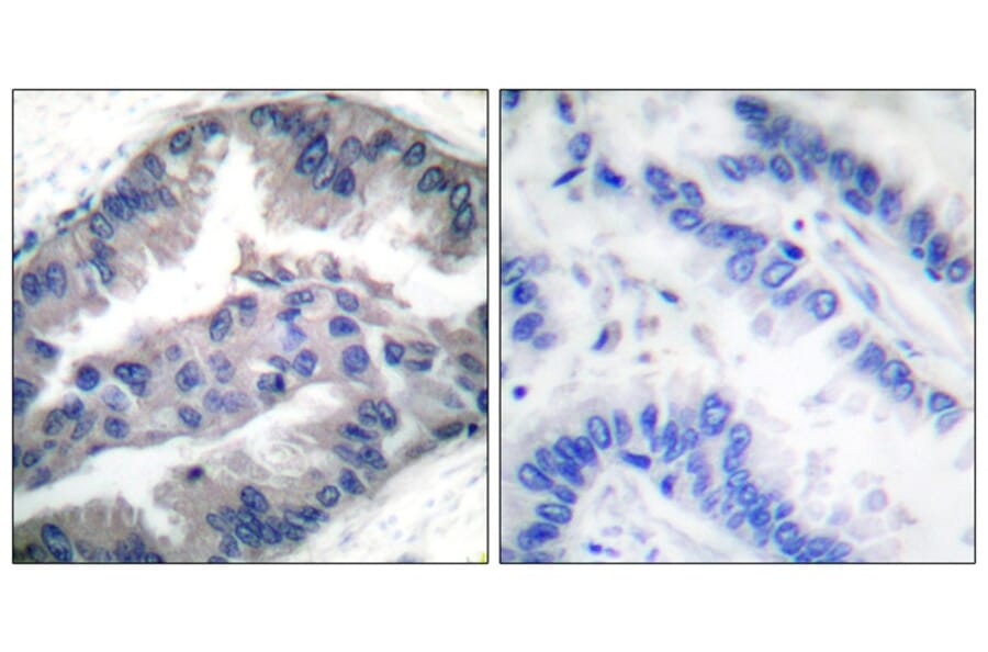 Immunohistochemistry - BIK (Phospho-Thr33) Antibody from Signalway Antibody (12131) - Antibodies.com