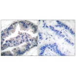 Immunohistochemistry - BIK (Phospho-Thr33) Antibody from Signalway Antibody (12131) - Antibodies.com