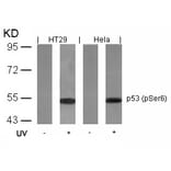 Western blot - p53 (Phospho-Ser6) Antibody from Signalway Antibody (11092) - Antibodies.com