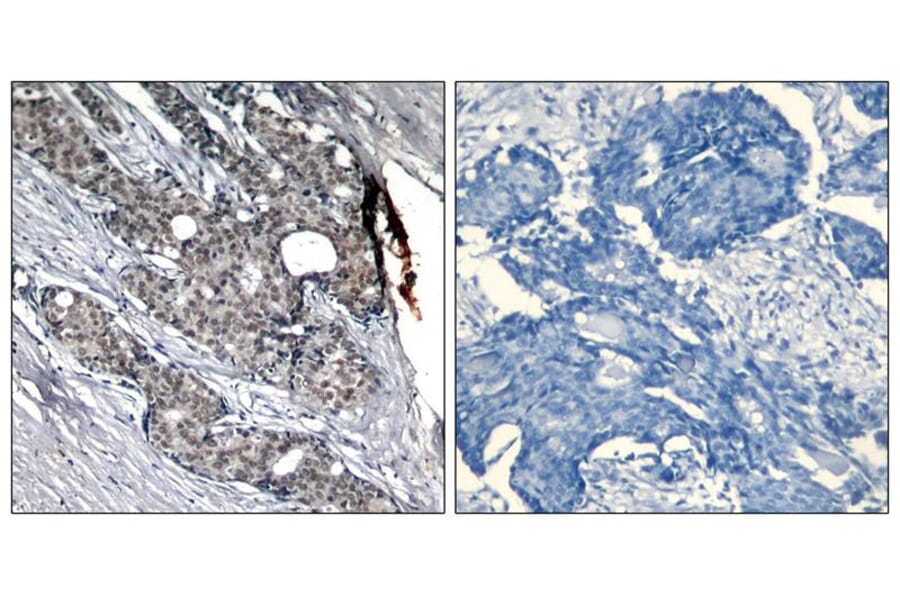 Immunohistochemistry - p53 (Phospho-Ser6) Antibody from Signalway Antibody (11092) - Antibodies.com