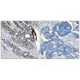 Immunohistochemistry - p53 (Phospho-Ser6) Antibody from Signalway Antibody (11092) - Antibodies.com