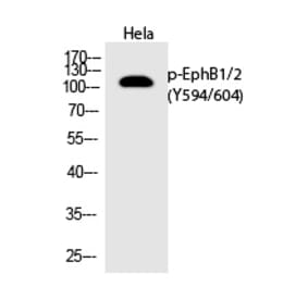 Western blot - EphB1/2 (Phospho-Tyr594/604) Polyclonal Antibody from Signalway Antibody (12273) - Antibodies.com