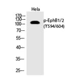 Western blot - EphB1/2 (Phospho-Tyr594/604) Polyclonal Antibody from Signalway Antibody (12273) - Antibodies.com