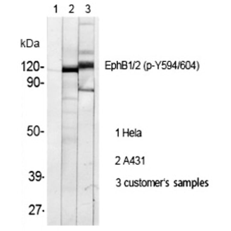 Western blot - EphB1/2 (Phospho-Tyr594/604) Polyclonal Antibody from Signalway Antibody (12273) - Antibodies.com