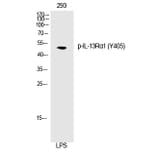 Western blot - IL-13Rα1 (Phospho-Tyr405) Polyclonal Antibody from Signalway Antibody (12276) - Antibodies.com