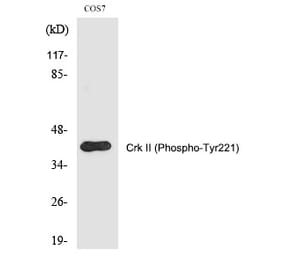 Western blot - Crk II (Phospho-Tyr221) Polyclonal Antibody from Signalway Antibody (12266) - Antibodies.com