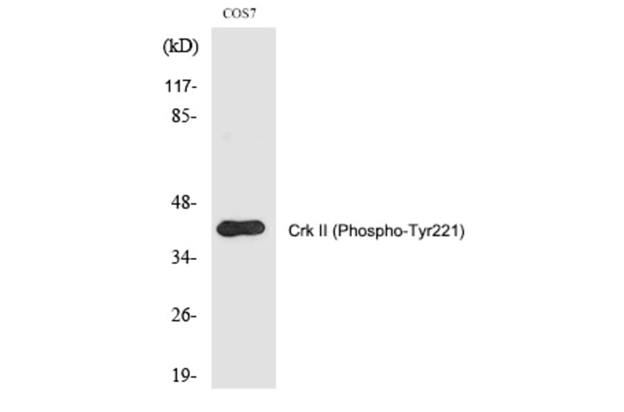 Western blot - Crk II (Phospho-Tyr221) Polyclonal Antibody from Signalway Antibody (12266) - Antibodies.com