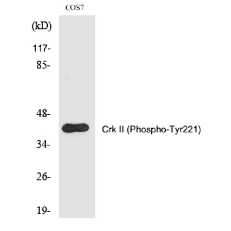 Western blot - Crk II (Phospho-Tyr221) Polyclonal Antibody from Signalway Antibody (12266) - Antibodies.com
