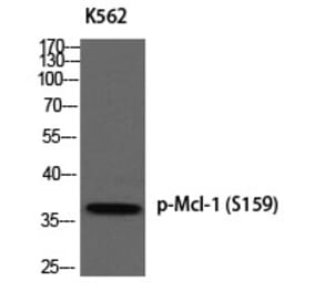 Western blot - Mcl-1 (Phospho-Ser159) Polyclonal Antibody from Signalway Antibody (12387) - Antibodies.com