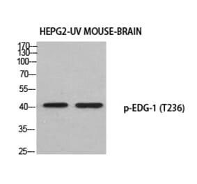 Western blot - EDG-1 (Phospho-Thr236) Polyclonal Antibody from Signalway Antibody (12389) - Antibodies.com