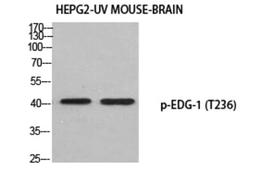 Western blot - EDG-1 (Phospho-Thr236) Polyclonal Antibody from Signalway Antibody (12389) - Antibodies.com