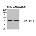 Western blot - EDG-1 (Phospho-Thr236) Polyclonal Antibody from Signalway Antibody (12389) - Antibodies.com