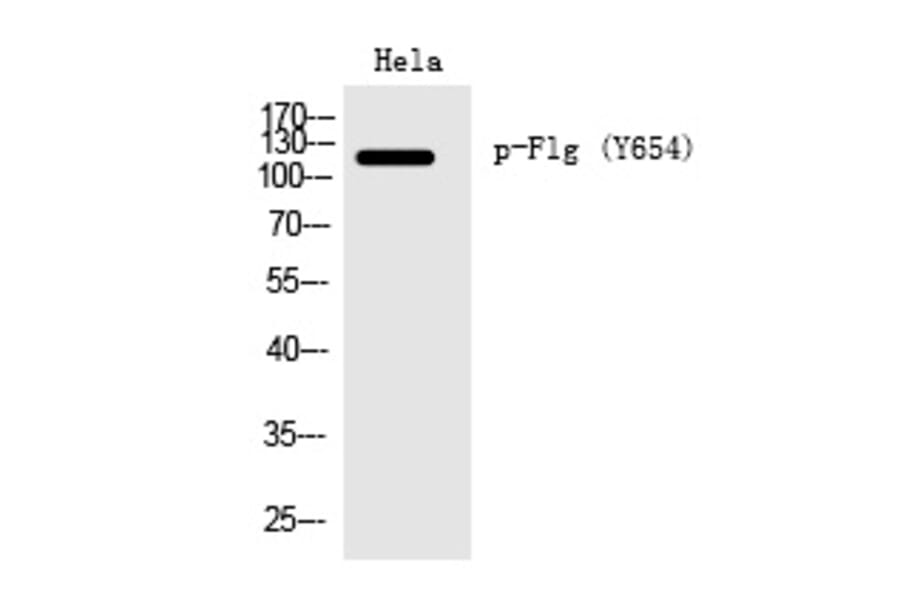 Western blot - Flg (Phospho-Tyr654) Polyclonal Antibody from Signalway Antibody (12267) - Antibodies.com