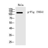 Western blot - Flg (Phospho-Tyr654) Polyclonal Antibody from Signalway Antibody (12267) - Antibodies.com