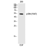 Western blot - Brk (Phospho-Tyr447) Polyclonal Antibody from Signalway Antibody (12268) - Antibodies.com
