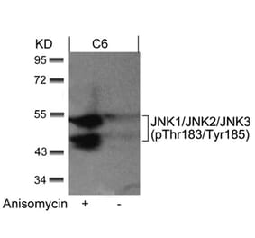 Western blot - JNK1/JNK2/JNK3 (phospho-Thr183/Tyr185) Antibody from Signalway Antibody (11504) - Antibodies.com