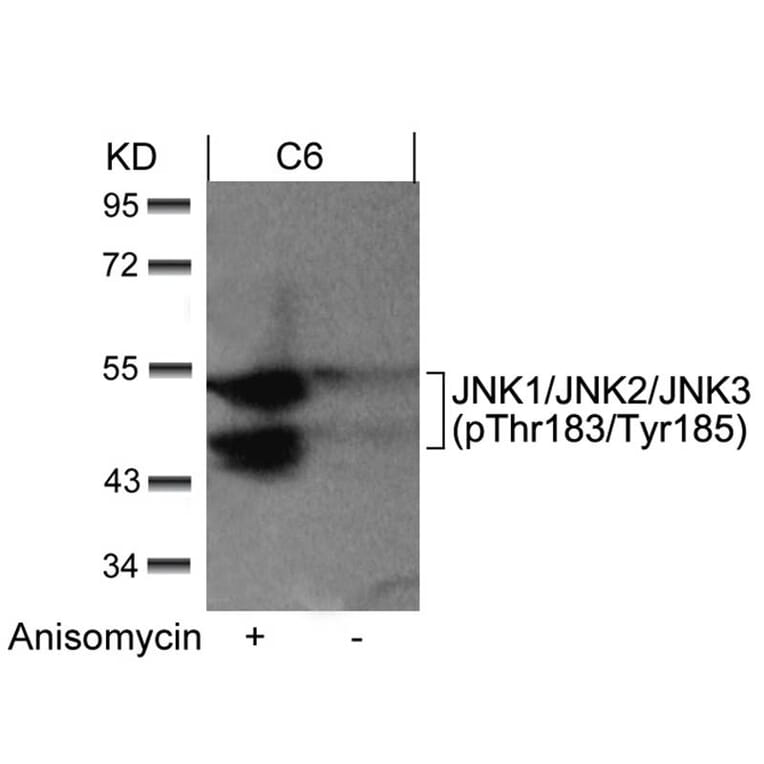 Western blot - JNK1/JNK2/JNK3 (phospho-Thr183/Tyr185) Antibody from Signalway Antibody (11504) - Antibodies.com