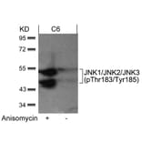 Western blot - JNK1/JNK2/JNK3 (phospho-Thr183/Tyr185) Antibody from Signalway Antibody (11504) - Antibodies.com