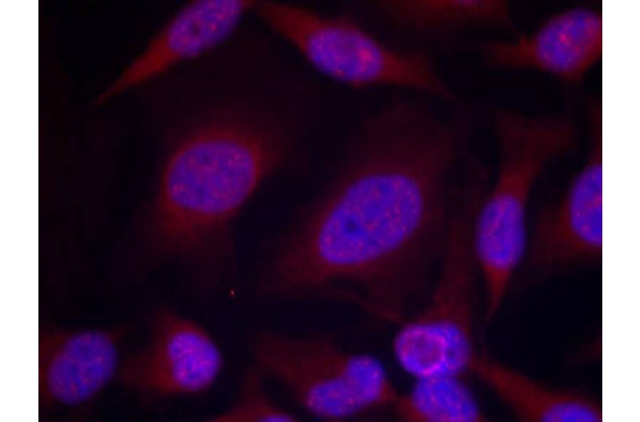 Immunofluorescence - JNK1/JNK2/JNK3 (phospho-Thr183/Tyr185) Antibody from Signalway Antibody - Antibodies.com