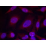 Immunofluorescence - JNK1/JNK2/JNK3 (phospho-Thr183/Tyr185) Antibody from Signalway Antibody - Antibodies.com