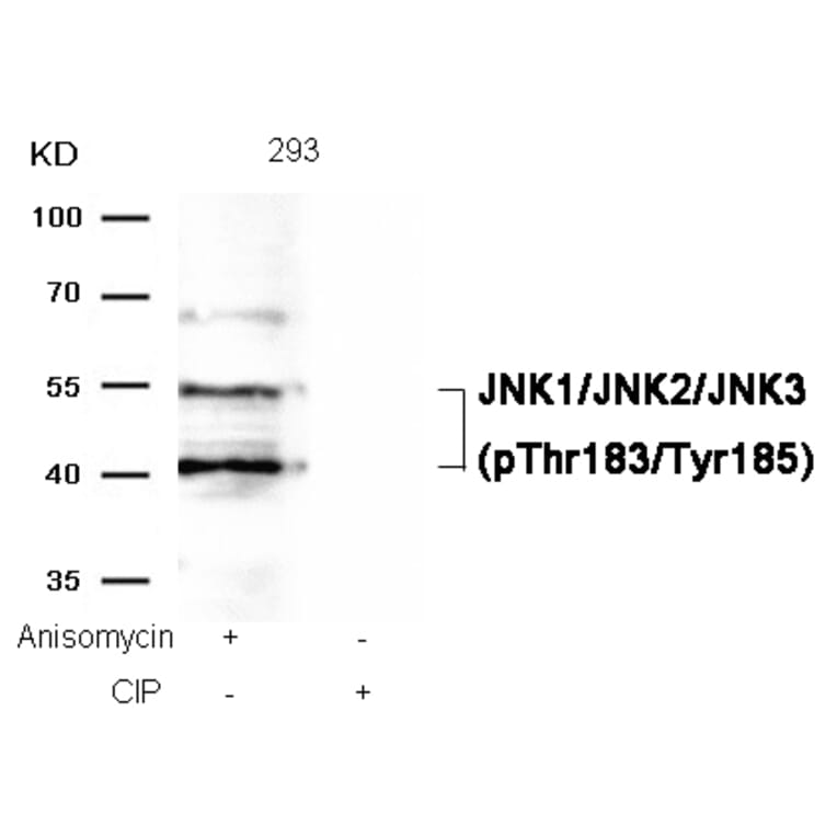 Western blot - JNK1/JNK2/JNK3 (phospho-Thr183/Tyr185) Antibody from Signalway Antibody (11504) - Antibodies.com