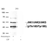 Western blot - JNK1/JNK2/JNK3 (phospho-Thr183/Tyr185) Antibody from Signalway Antibody (11504) - Antibodies.com