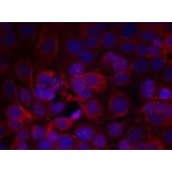 Immunofluorescence - HER2 (Phospho-Tyr1221/Tyr1222) Antibody from Signalway Antibody (11076) - Antibodies.com