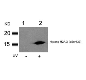 Western blot - Histone H2A.X (Phospho-Ser139) Antibody from Signalway Antibody (11268) - Antibodies.com