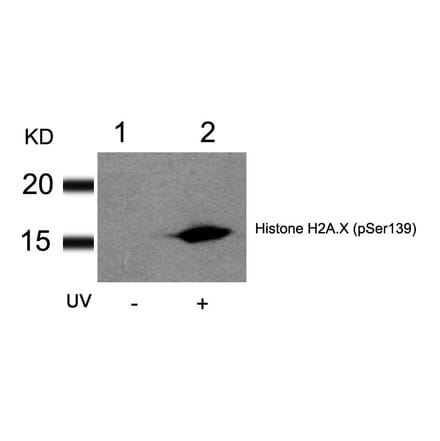 Western blot - Histone H2A.X (Phospho-Ser139) Antibody from Signalway Antibody (11268) - Antibodies.com