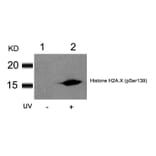 Western blot - Histone H2A.X (Phospho-Ser139) Antibody from Signalway Antibody (11268) - Antibodies.com