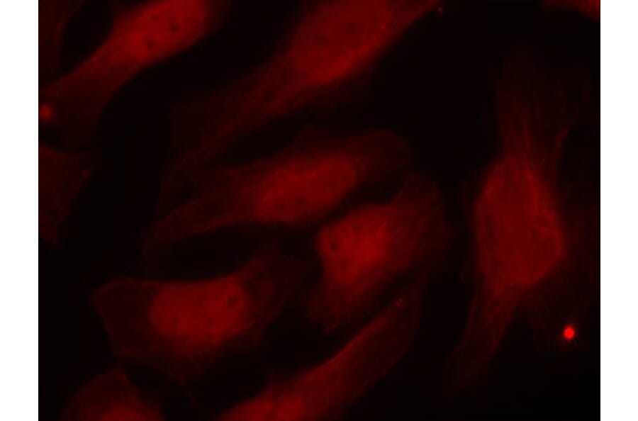 Immunofluorescence - Histone H2A.X (Phospho-Ser139) Antibody from Signalway Antibody (11268) - Antibodies.com