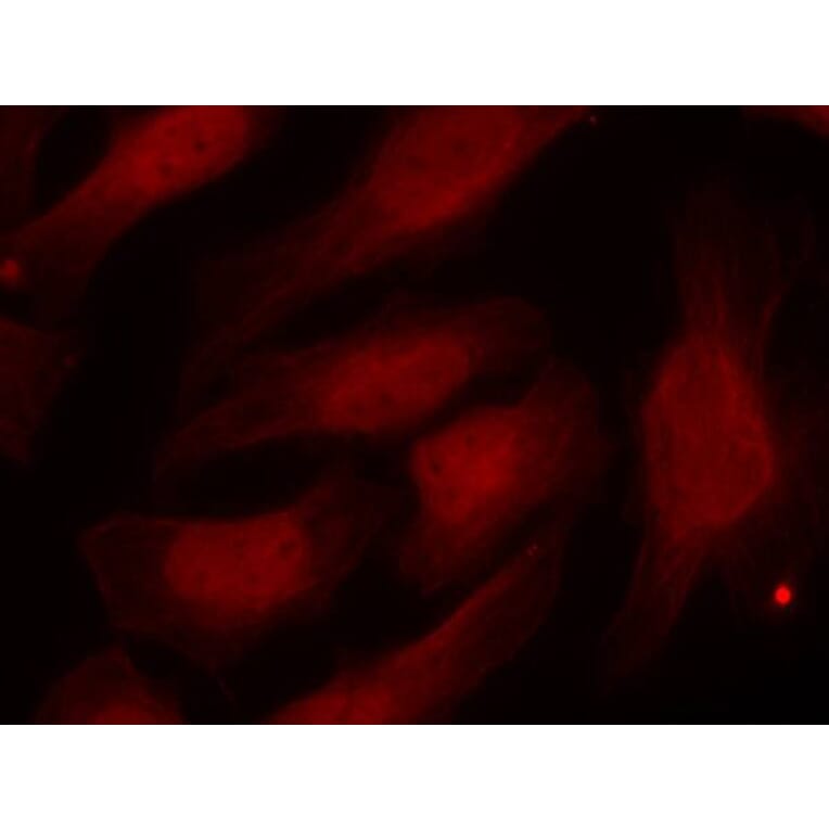 Immunofluorescence - Histone H2A.X (Phospho-Ser139) Antibody from Signalway Antibody (11268) - Antibodies.com