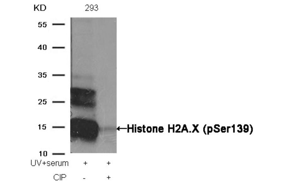 Western blot - Histone H2A.X (Phospho-Ser139) Antibody from Signalway Antibody (11268) - Antibodies.com