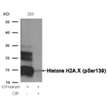 Western blot - Histone H2A.X (Phospho-Ser139) Antibody from Signalway Antibody (11268) - Antibodies.com