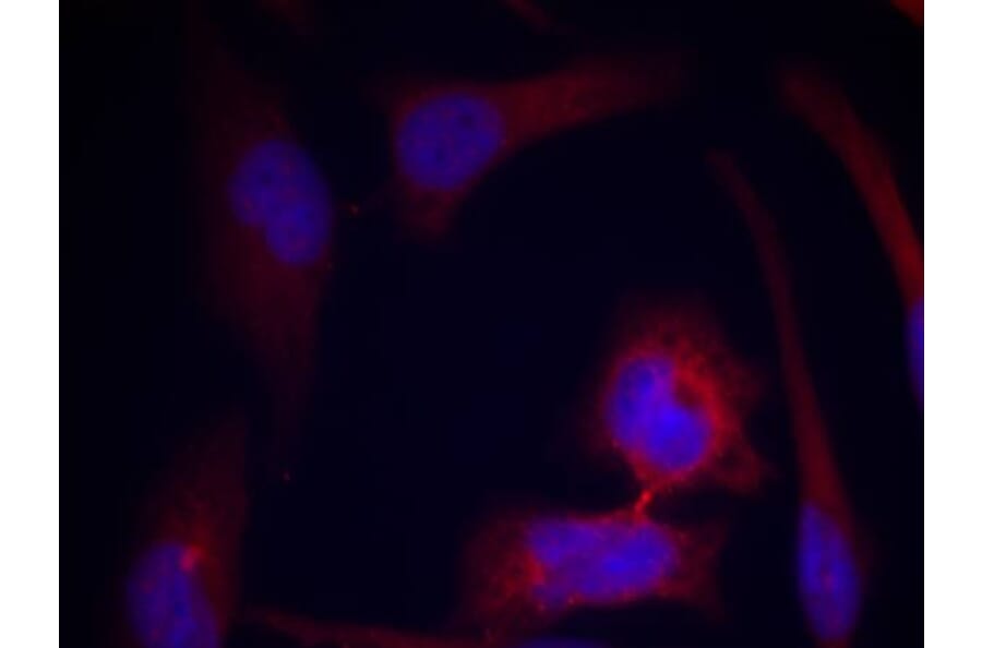 Immunofluorescence - S6 Ribosomal Protein (Phospho-Ser235) Antibody from Signalway Antibody (11232) - Antibodies.com